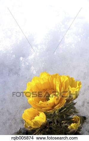 Adonis View Large Photo Image Picture - Adonis. Fotosearch