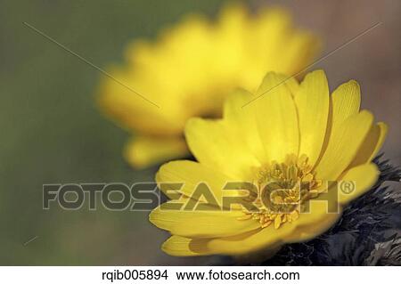 Adonis View Large Photo Image Picture - Adonis. Fotosearch