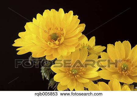 Stock Image - Adonis. Fotosearch