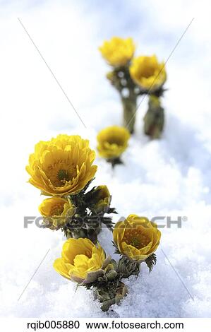 Stock Image - Adonis. Fotosearch