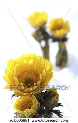 Adonis View Large Photo Image Stock Image - Adonis. Fotosearch