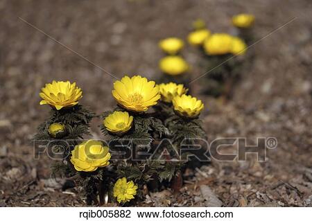 Adonis View Large Photo Image Stock Image - Adonis. Fotosearch