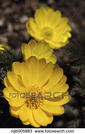Stock Image - Adonis. Fotosearch