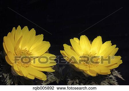 Adonis View Large Photo Image Stock Image - Adonis. Fotosearch
