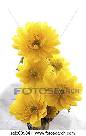 Adonis View Large Photo Image Stock Photo - Adonis. Fotosearch