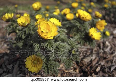 Adonis View Large Photo Image Stock Photo - Adonis. Fotosearch