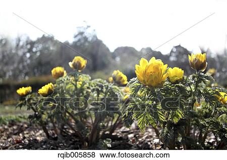 Stock Photo - Adonis. Fotosearch