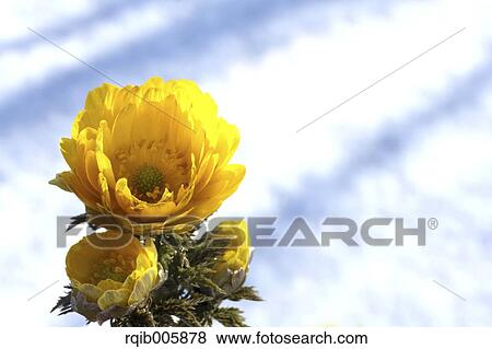Adonis View Large Photo Image Stock Photo - Adonis. Fotosearch