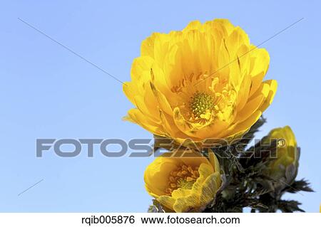Stock Photograph - Adonis. Fotosearch