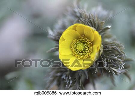 Adonis View Large Photo Image Stock Photograph - Adonis. Fotosearch