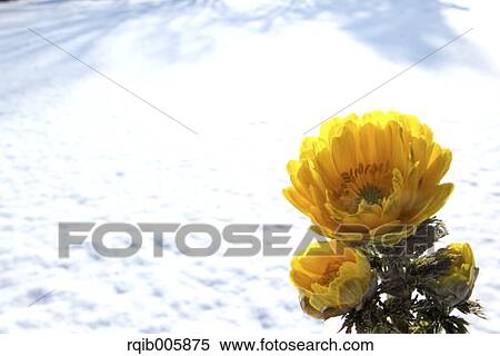 Adonis View Large Photo Image Stock Photography - Adonis. Fotosearch