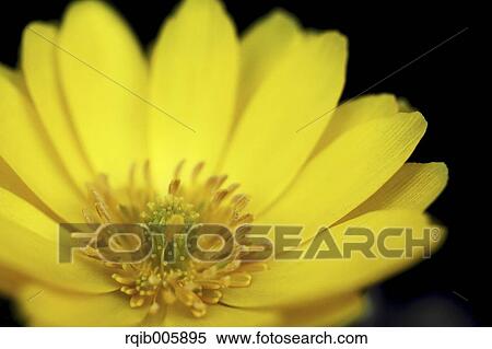 Stock Photography - Adonis. Fotosearch