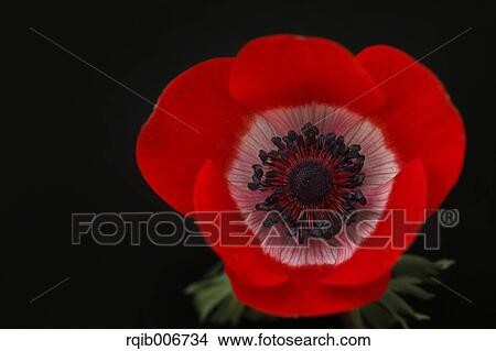 Picture - Anemone. Fotosearch