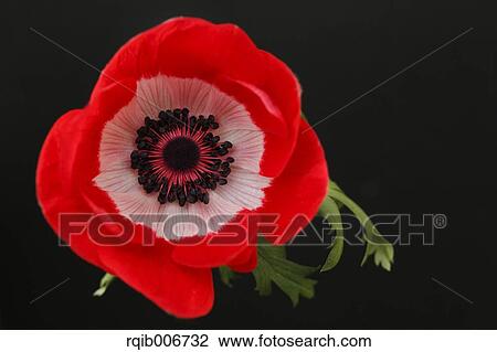 Anemone View Large Photo Image Stock Image - Anemone. Fotosearch