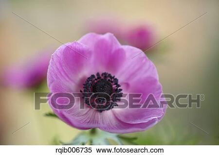 Anemone View Large Photo Image Stock Photography - Anemone. Fotosearch