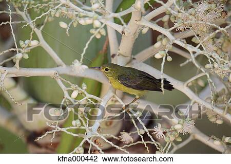 Anthreptes Malacensis View Large Photo Image Stock Image - Anthreptes Malacensis. Fotosearch
