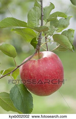 Stock Image - Apple. Fotosearch