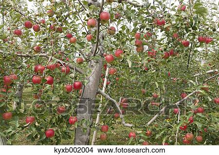Apples View Large Photo Image Picture - Apples. Fotosearch