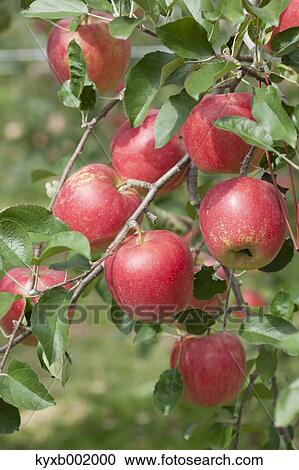 Apples View Large Photo Image Stock Image - Apples. Fotosearch