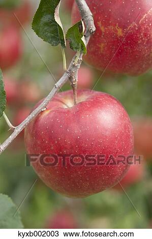 Apples View Large Photo Image Stock Image - Apples. Fotosearch