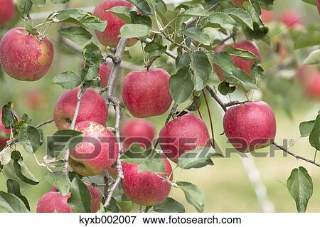 Apples View Large Photo Image Stock Photo - Apples. Fotosearch