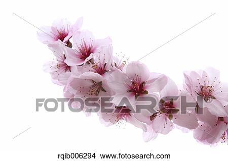 Apricot flowers View Large Photo Image Picture - Apricot flowers. Fotosearch