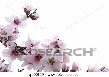 Apricot flowers View Large Photo Image Stock Image - Apricot flowers. Fotosearch
