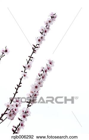 Stock Image - Apricot flowers. Fotosearch