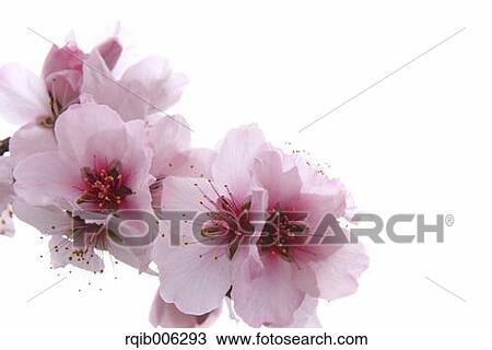 Apricot flowers View Large Photo Image Stock Image - Apricot flowers. Fotosearch