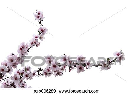 Apricot flowers View Large Photo Image Stock Photo - Apricot flowers. Fotosearch