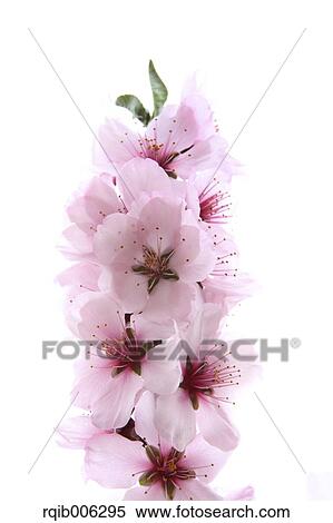 Apricot flowers View Large Photo Image Stock Photography - Apricot flowers. Fotosearch