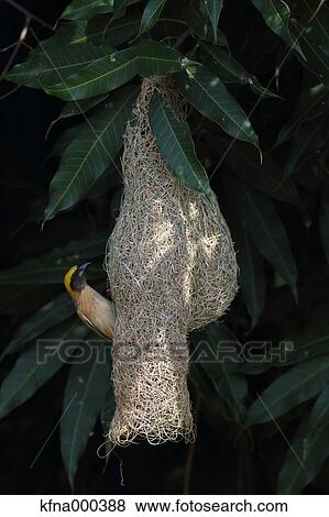 Stock Photo - Asian Golden Weaber. Fotosearch