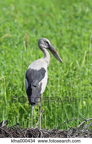Asian Openbill View Large Photo Image Picture - Asian Openbill. Fotosearch