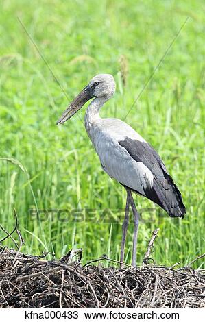 Stock Image - Asian Openbill. Fotosearch