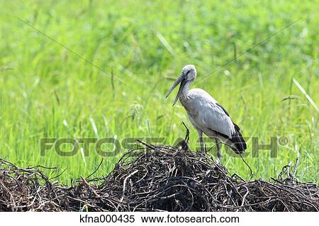 Asian Openbill View Large Photo Image Stock Photography - Asian Openbill. Fotosearch