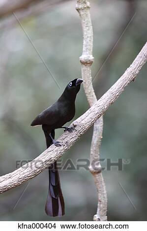 Azure-Winged Magpie View Large Photo Image Picture - Azure-Winged Magpie. Fotosearch