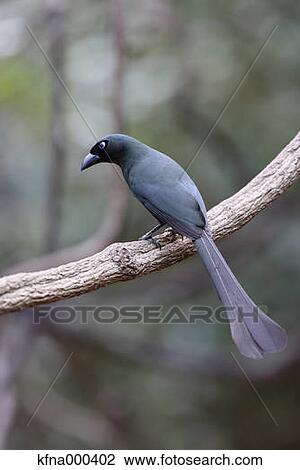 Stock Image - Azure-Winged Magpie. Fotosearch
