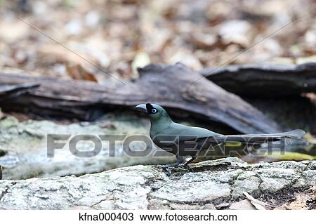 Azure-Winged Magpie View Large Photo Image Stock Image - Azure-Winged Magpie. Fotosearch