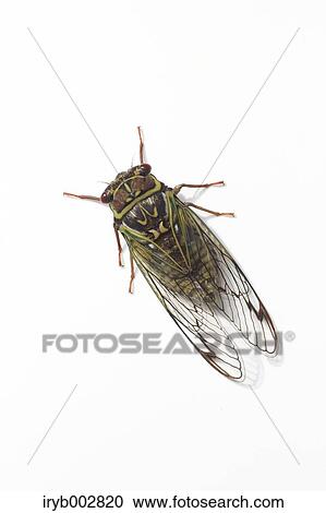 Balm cricket View Large Photo Image Stock Image - Balm cricket. Fotosearch