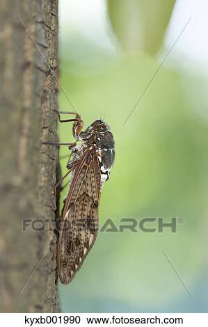 Stock Image - Balm cricket. Fotosearch
