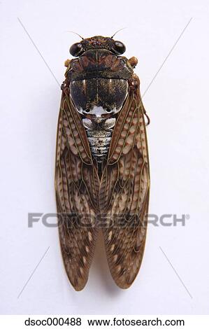 Balm cricket View Large Photo Image Stock Photo - Balm cricket. Fotosearch