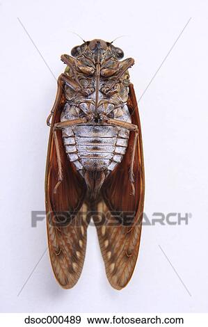 Balm cricket View Large Photo Image Stock Photo - Balm cricket. Fotosearch