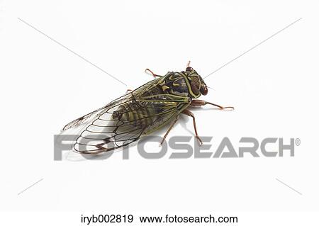 Balm cricket View Large Photo Image Stock Photo - Balm cricket. Fotosearch