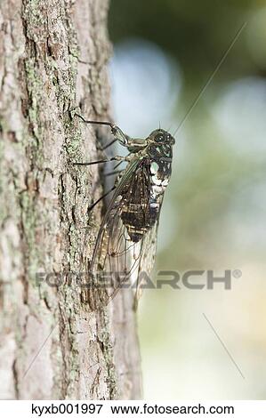 Balm cricket View Large Photo Image Stock Photo - Balm cricket. Fotosearch