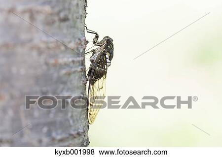 Stock Photo - Balm cricket. Fotosearch