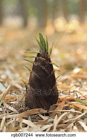 Picture - Bamboo Shoot. Fotosearch