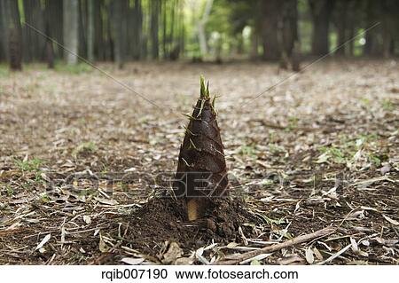 Bamboo Shoot View Large Photo Image Stock Image - Bamboo Shoot. Fotosearch