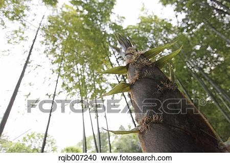 Bamboo Shoot View Large Photo Image Stock Image - Bamboo Shoot. Fotosearch