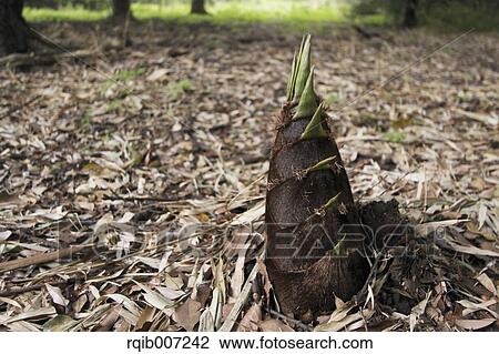 Bamboo Shoot View Large Photo Image Stock Image - Bamboo Shoot. Fotosearch