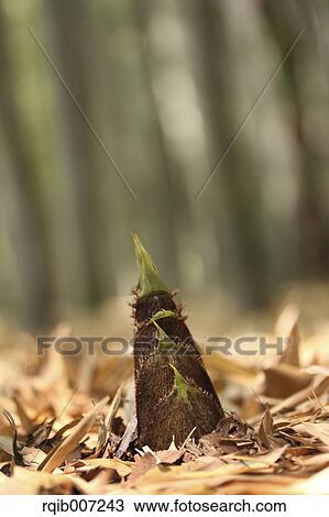 Bamboo Shoot View Large Photo Image Stock Image - Bamboo Shoot. Fotosearch
